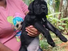 Cane Corso Puppies