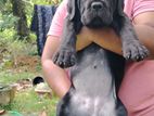 Cane Corso Puppy
