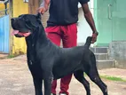 Cane Corso Dog