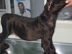 Cane Corso Dog