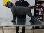 Cane Corso Dog
