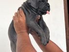Cane Corso