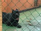Cane Corso Dog