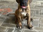 Cane Corso Puppy