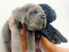 Cane Corso Puppies