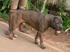 Cane Corso Dog