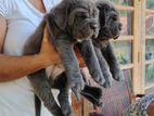 Cane Corso Puppy