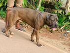 Cane Corso Dog