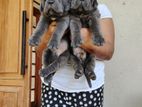 Cane Corso Puppy