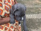 Cane Corso Puppies