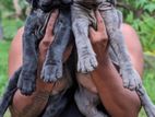 Cane Corso Puppies