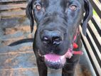 Cane Corso