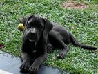Cane Corso Dog