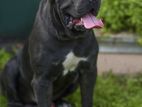 Cane corso