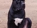 Cane Corso Dog