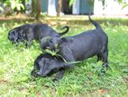 Cane Corso Puppies