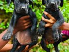 Cane Corso Puppies