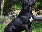 Cane Corso For Stud Crossing