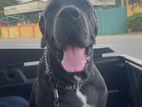 Cane Corso for Stud