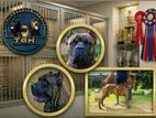 Cane Corso for Stud Service