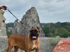 Cane Corso for Stud Service