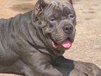 Cane Corso for Stud Service