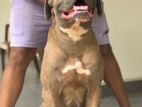 Cane Corso for Studs