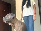 Cane Corso for Stud Service