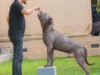 Cane corso imported Blue male For sturds 200000