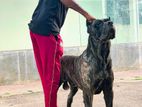 Cane Corso Male Puppy
