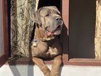 Cane Corso Italiano for Studs