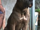 Cane Corso Italiano for Studs