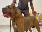 Cane Corso Italiano Dog
