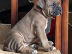 Cane Corso Puppies