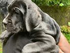 Cane Corso Italiano