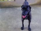 Cane Corso Male / Female Dogs