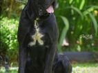 Cane Corso Male for Crossing