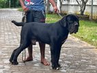 Cane Corso Male Dog for Crossing