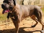 Cane Corso Male Dog for Crossing