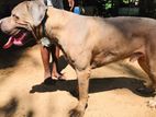 Cane Corso Male Dog for Crossing