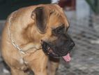 Cane Corso Male for Crossing
