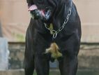 Cane Corso Male for Crossing