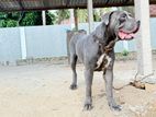 Cane Corso Male