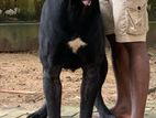 Cane Corso Male Dog
