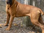 Cane Corso Male for Stud