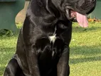 Cane Corso Male Puppy