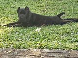 Cane Corso Male Puppy