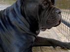 Cane Corso Male Puppy