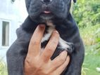 Cane Corso Male Puppy