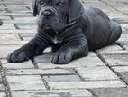 CANE CORSO PUPPI